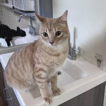 Walker 26-07-008 -  Domestic Short Hair Cat for Adoption in Bastrop, Texas - Walker 26-07-008 | PetCurious