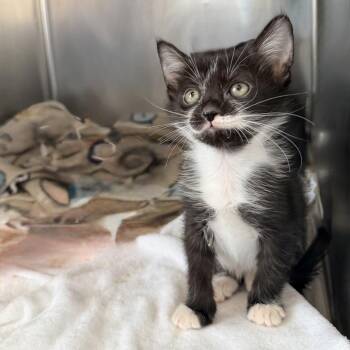 Dahlia -  Domestic Short Hair Cat for Adoption in Palm Springs, California - Dahlia | PetCurious