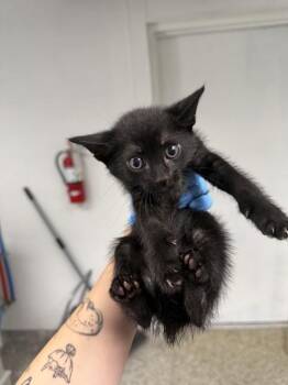 BENJAMIN -  Domestic Short Hair Cat for Adoption in San Bernardino, California - BENJAMIN | PetCurious