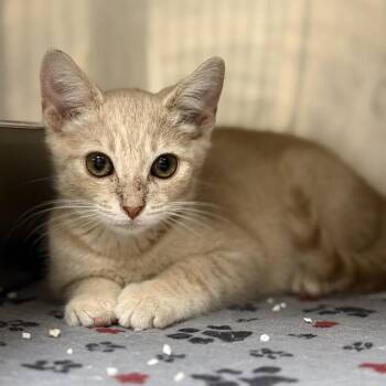 Hex -  Domestic Short Hair Cat for Adoption in Jacksboro, Tennessee - Hex | PetCurious