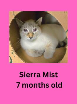 Sierra Mist -  Domestic Short Hair Cat for Adoption in Ravenna, Ohio - Sierra Mist | PetCurious