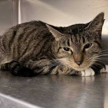 Phoebe Halliwell -  Domestic Short Hair Cat for Adoption in Saint Charles, Missouri - Phoebe Halliwell | PetCurious