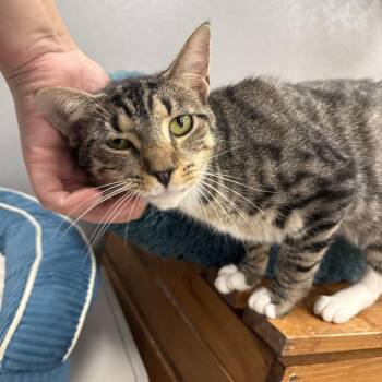 Peaches -  Domestic Short Hair Cat for Adoption in Wilmington, Delaware - Peaches | PetCurious