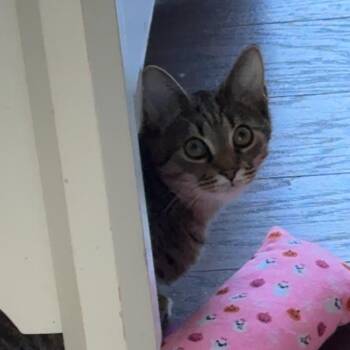 Rescue Domestic Short Hair Cats for Adoption in Huddleston, Virginia - Alfalfa (EH) | PetCurious