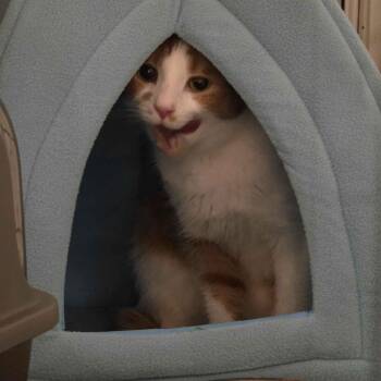 Jade -  Domestic Short Hair Cat for Adoption in Delaware, Ohio - Jade | PetCurious