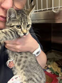 Marceline -  Domestic Short Hair Cat for Adoption in Ashland, Virginia - Marceline | PetCurious