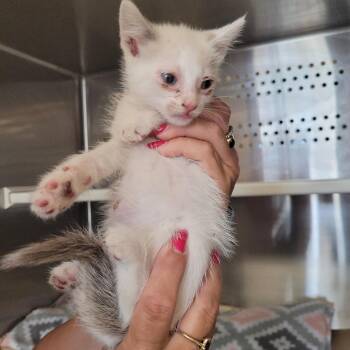 Domestic Short Hair Cats Available for Adoption in Lake Panasoffkee, Florida - Velma | PetCurious