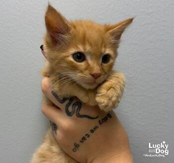 Emmet -  Domestic Medium Hair Cat for Adoption in Washington, District Of Columbia - Emmet | PetCurious