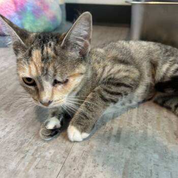 Orchid -  Domestic Short Hair Cat for Adoption in Muncie, Indiana - Orchid | PetCurious