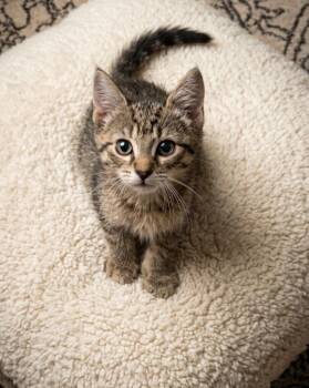 Krypton -  Domestic Short Hair Cat for Adoption in Trenton, New Jersey - Krypton | PetCurious