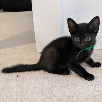 Domestic Short Hair Cats Available for Adoption - Dwight Schrute In Halethorpe, MD | PetCurious