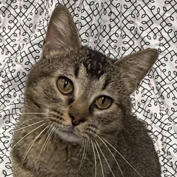 Memphis -  Domestic Short Hair Cat for Adoption in Auburn, Nebraska - Memphis | PetCurious