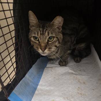 Domestic Short Hair Cats Available for Adoption in Leander, Texas - Desmodeous | PetCurious