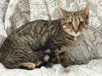 Jasper -  Tabby Cat for Adoption in Columbia, South Carolina - Jasper | PetCurious