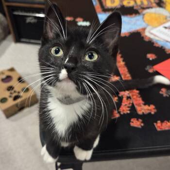 Foxy C11786 -  Domestic Short Hair Cat for Adoption - Foxy C11786 | PetCurious