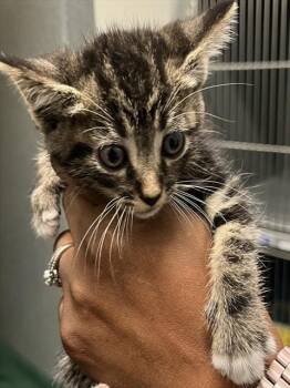 Domestic Short Hair Cats Available for Adoption in Forney, Texas - ANGELA | PetCurious