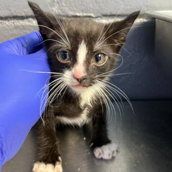 Domestic Short Hair Cats Available for Adoption in Tuscaloosa, Alabama - TUSC-Stray-84565_2_3 | PetCurious