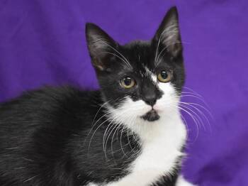 Stapler -  Domestic Short Hair Cat for Adoption in Portland, Oregon - Stapler | PetCurious