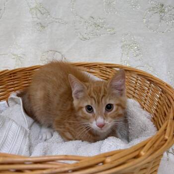 Whale -  Domestic Medium Hair Cat for Adoption in Riverwoods, Illinois - Whale | PetCurious