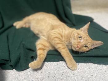 Boo Boo -  Domestic Short Hair Cat for Adoption in Rock Falls, Illinois - Boo Boo | PetCurious