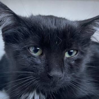 Mathias -  Domestic Short Hair Cat for Adoption in Buffalo, Wyoming - Mathias | PetCurious