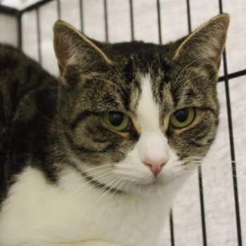 Cookie -  Domestic Short Hair Cat for Adoption in Yucca Valley, California - Cookie | PetCurious