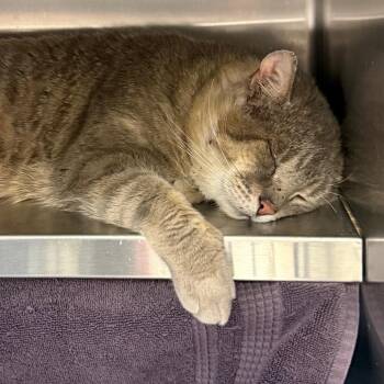 Furby -  Domestic Short Hair Cat for Adoption in Pittsburgh, Pennsylvania - Furby | PetCurious