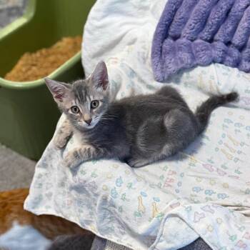 Vector -  Domestic Short Hair Cat for Adoption in Port Richey, Florida - Vector | PetCurious