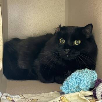 Rescue Domestic Medium Hair and Domestic Short Hair Cats for Adoption in New Hope, Pennsylvania - Baby | PetCurious