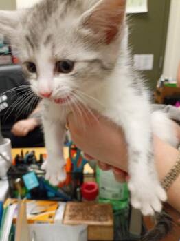 Domestic Short Hair Cats Available for Adoption in Hamilton, Ohio - Newton | PetCurious