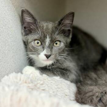 Odysseus -  Domestic Short Hair Cat for Adoption in Atlanta, Georgia - Odysseus | PetCurious