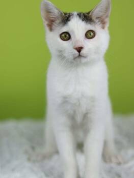 Glue Stick -  Domestic Short Hair Cat for Adoption in Lewisburg, Tennessee - Glue Stick | PetCurious