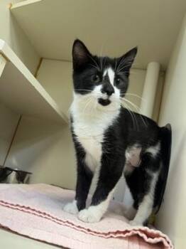 Domestic Short Hair Cats Available for Adoption in Fairfax, Virginia - Shirley Loo | PetCurious