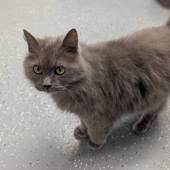 Lexus -  Domestic Long Hair Cat for Adoption in Maynardville, Tennessee - Lexus | PetCurious