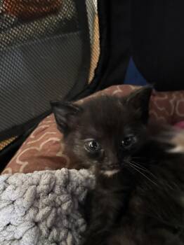 Tootsie -  Domestic Short Hair Cat for Adoption - Tootsie | PetCurious