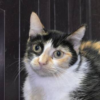Cali -  Domestic Short Hair Cat for Adoption in Austin, Texas - Cali | PetCurious