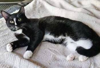 Domestic Short Hair Cats Available for Adoption - Luka | PetCurious