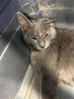 Domestic Short Hair Cats Available for Adoption in San Antonio, Texas - CARLISLE | PetCurious