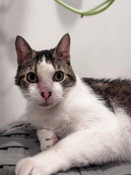 NOOK -  Domestic Short Hair Cat for Adoption in Philadelphia, Pennsylvania - NOOK | PetCurious