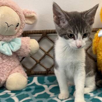 Domestic Short Hair Cats Available for Adoption in Houston, Texas - Winnie | PetCurious