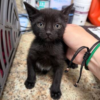 Lime -  Siamese Cat for Adoption in Dickinson, Texas - Lime | PetCurious