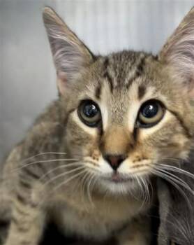 Simon Basset -  Domestic Short Hair Cat for Adoption in El Paso, Texas - Simon Basset | PetCurious