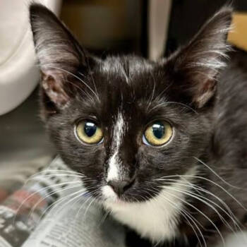 Rescue Domestic Short Hair Cats for Adoption in Granby, Missouri - Tidbit | PetCurious