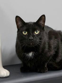 Mouse -  Domestic Short Hair Cat for Adoption in Mississauga, Ontario - Mouse | PetCurious