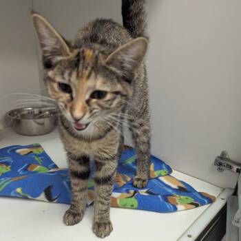 Venus -  Domestic Short Hair Cat for Adoption in Jeffersonville, Indiana - Venus | PetCurious