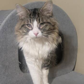 Domestic Medium Hair Cats Available for Adoption - Capt. Cuddles | PetCurious