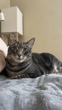 Domestic Short Hair Cats Available for Adoption in San Francisco, California - Bonnie | PetCurious