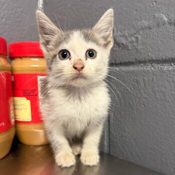 TUSC-Stray-85327 -  Domestic Short Hair Cat for Adoption in Tuscaloosa, Alabama - TUSC-Stray-85327 | PetCurious