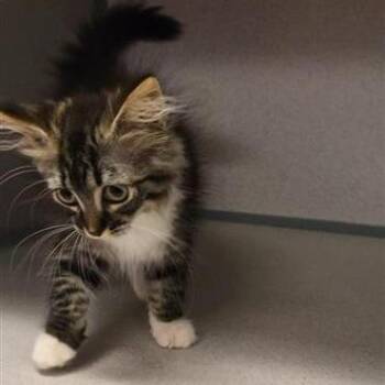 Gracie Lou -  Domestic Short Hair Cat for Adoption in Cedar Rapids, Iowa - Gracie Lou | PetCurious
