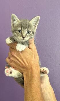Pearl -  Domestic Short Hair Cat for Adoption in Salt Lake City, Utah - Pearl | PetCurious